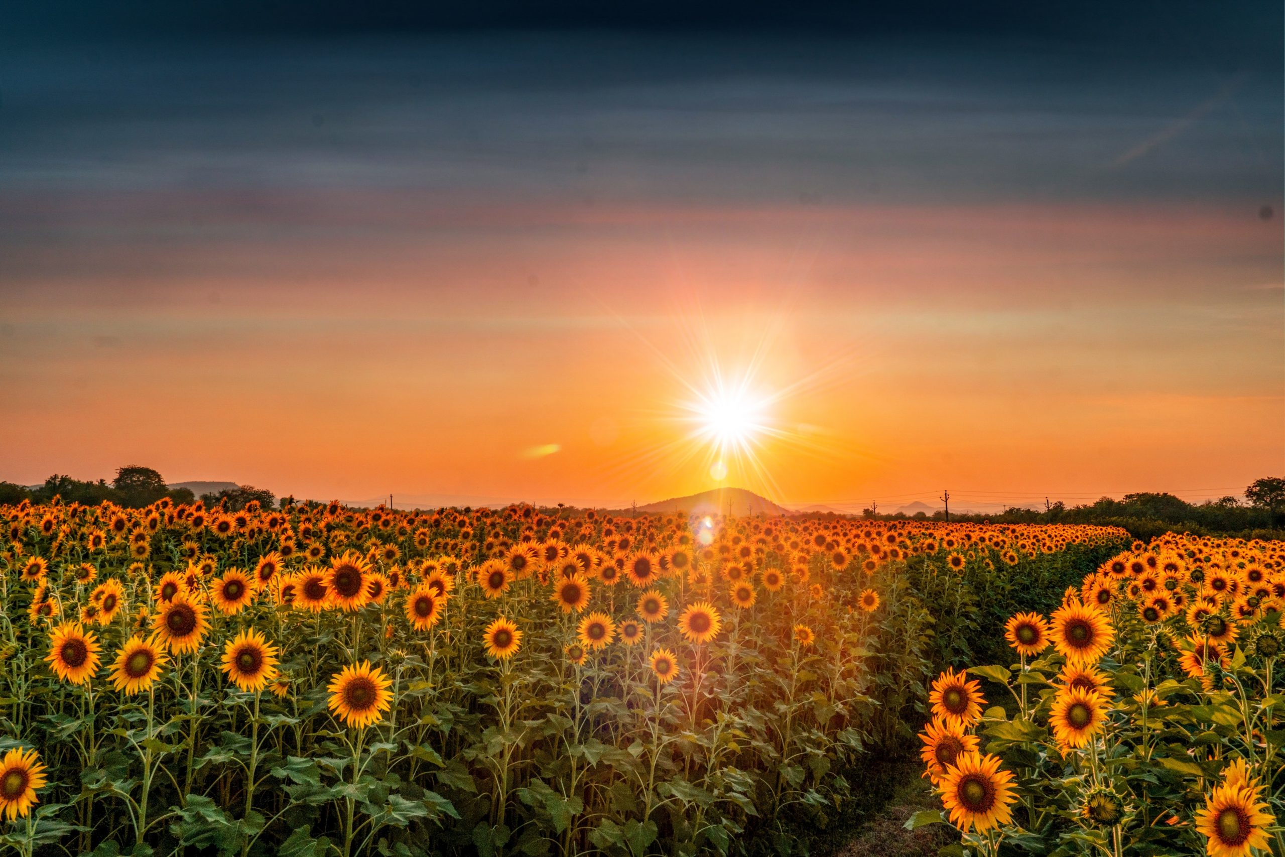 sunset over sunflowers